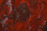 Polished Stromatolite (Collenia) Slab - Minnesota #129230-1